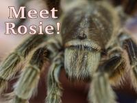 Meet_Rosie